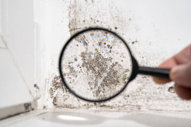 Why You Should Choose Our Mold Remediation Services in Pine Island, TX